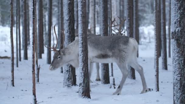 Два Благородных Оленя Стоящих Оглядывающихся Зимнем Еловом Лесу Финляндии Сказочно — стоковое видео