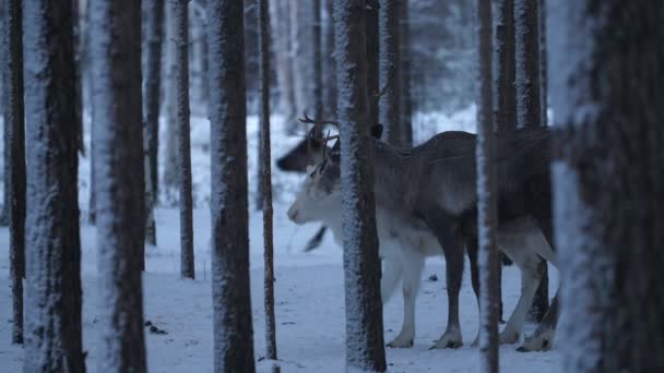 Šťastný Pár Ušlechtilých Jelenů Stojící Odpočívající Zasněženém Borovicovém Lese Finsku — Stock video