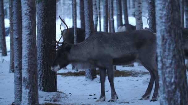 Viele Edle Hirsche Stehen Und Schauen Sich Einem Winter Kiefernwald — Stockvideo