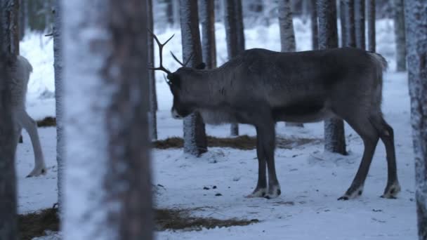 在芬兰 一只高贵的鹿站在冬天的松林里 嗅闻四周的气息 看到一只高贵的大鹿站在芬兰冬天的茂密的松林里 嗅闻四周的气息 芬兰的冬天下着雪 它看起来很放松 很愉快 — 图库视频影像