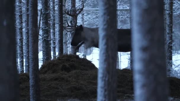 Cerf Noble Joyeux Debout Mangeant Foin Savoureux Dans Une Forêt — Video