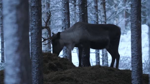在芬兰 一只高大高贵的大鹿站在雪地的森林里 吃着新鲜的稻草 在芬兰 看到一只高贵的大鹿在雪地的松林里享受着它的生活 也在冬天吃着新鲜的稻草 它看起来又健康又漂亮又漂亮 — 图库视频影像