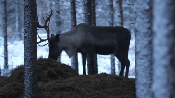 Grande Veado Nobre Comendo Feno Fresco Uma Floresta Nevada Finlândia — Vídeo de Stock