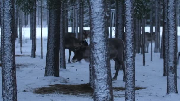フィンランドの冬の松林の中で藁を探しに行くおとぎ話のような高貴な鹿の群れが移動し 冬にフィンランドで雪が降る鬱蒼とした松林の中で食べ物を求めて壮大な景色 彼らは美しく明るく見える — ストック動画