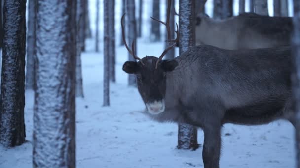 Fabuloso Ciervo Noble Pie Mirando Alrededor Bosque Pinos Invierno Finlandia — Vídeo de stock