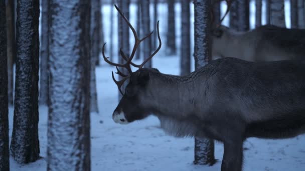 Märchenhafte Edle Hirsche Stehen Und Ruhen Einem Winter Kiefernwald Finnland — Stockvideo
