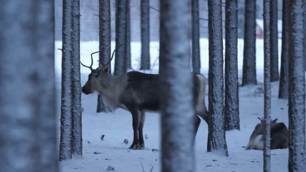 Pěkný Ušlechtilý Jelen Stojící Druhý Leží Zimním Borovicovém Lese Finsku — Stock video
