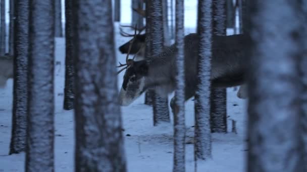 Grandes Ciervos Nobles Que Van Buscan Comida Bosque Pinos Invierno — Vídeo de stock