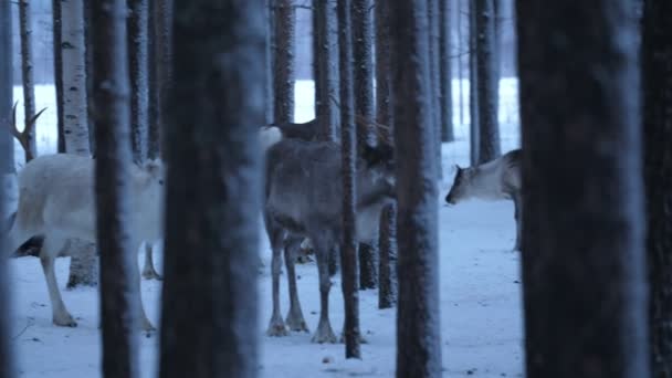 Pěkný Ušlechtilý Jelen Stojící Rozhlížející Zimním Borovicovém Lese Finsku Nádherný — Stock video