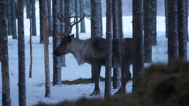在芬兰 一头高贵的鹿站在冬天的松林里 四处张望 最初看到的是一只高贵的大鹿站在冬天的芬兰茂密的松林里兴奋地四处张望 看起来是童话故事 — 图库视频影像