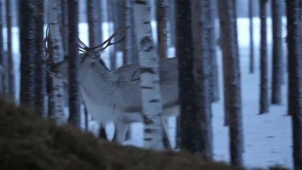 令人激动的高贵鹿群在芬兰的一个冬季松林里走来走去 环顾四周 令人印象深刻地看到一群高贵鹿群冬天在芬兰茂密的松林里走来走去 焦急地环顾四周 他们看起来很美 — 图库视频影像