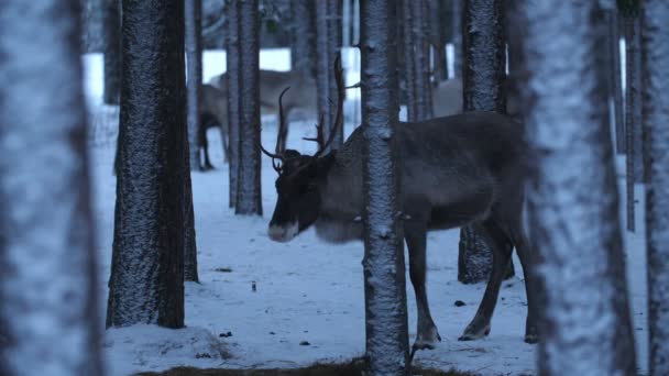 Gyönyörű Nemes Szarvas Áll Keres Élelmiszer Egy Téli Fenyőerdőben Finnországban — Stock videók