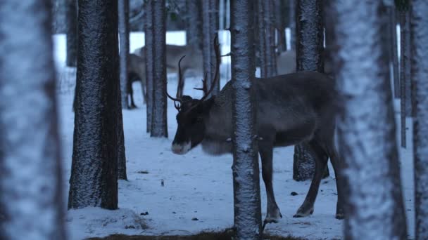 Beau cerf noble debout et à la recherche de nourriture dans une forêt de pins d'hiver en Finlande Vue passionnante de nombreux cerfs nobles debout et à la recherche de nourriture dans une forêt de pins dense avec de la neige en Finlande en hiver. Ils ont l'air magique et fabuleux .