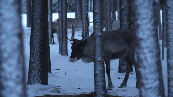 Beau Cerf Noble Debout Recherche Nourriture Dans Une Forêt Pins — Video