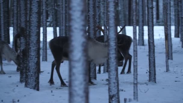 フィンランドの冬の針葉樹林の中で多くの高貴な鹿が立ち 干し草を求めて冬のフィンランドで雪が降る密な針葉樹林の中で多くの高貴な鹿が立っていると干し草を求めています 彼らは素晴らしくおとぎ話に見える — ストック動画