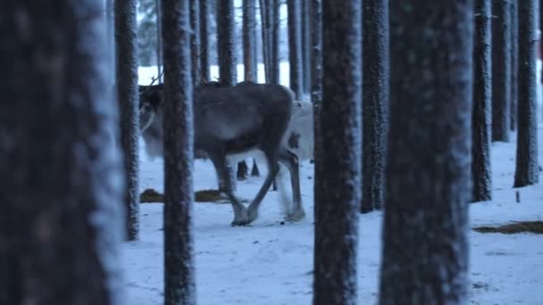 Veel Edelherten Gaan Zoeken Stro Een Winter Naaldhout Finland Prachtig — Stockvideo