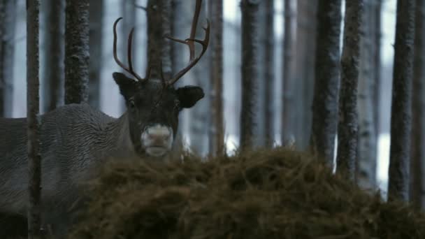 Grande Cervo Con Corna Piedi Mangiare Paglia Una Foresta Innevata — Video Stock