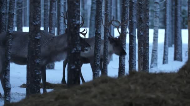 Plusieurs Cerfs Nobles Marchant Cherchant Nourriture Dans Bois Conifères Hiver — Video