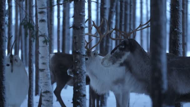 Herd Noble Deer Standing Resting Winter Pine Forest Finland Exciting — 비디오