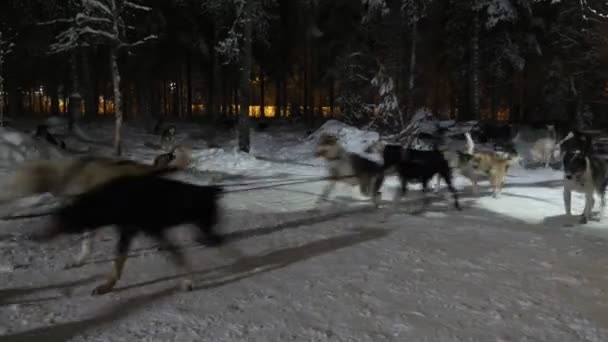 幸せな男は冬の夜にフィンランドの魔法の森で犬ぞりに行く冬の夜にフィンランドの暗い松林の中の10匹以上の犬によって引かれたそりに立って陽気な男の陽気な景色 おとぎ話だ — ストック動画