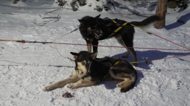 Dois Cães Husky Amarrados Uma Corda Trenó Deitado Noite Nevosa — Vídeo de Stock
