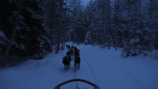 Rushing Husky Σκυλιά Τραβώντας Ένα Έλκηθρο Έναν Άνδρα Ένα Δάσος — Αρχείο Βίντεο