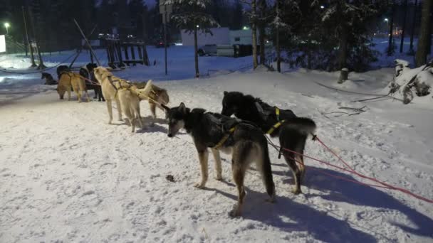 10只哈士奇犬拴在绳子和雪橇上等待比赛在芬兰的夜晚令人难忘地看到10只白色和黑色哈士奇犬拴在绳子和雪橇上等待比赛在芬兰的夜晚 他们看起来很强壮很好 — 图库视频影像