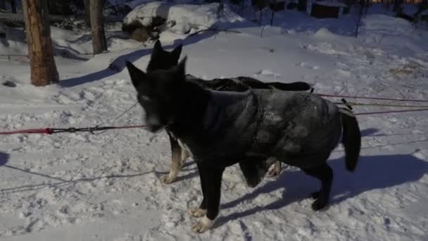 Dois Cães Husky Amarrados Uma Corda Trenó Esperando Noite Nevosa — Vídeo de Stock