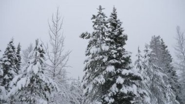Finlandiya 'da kışın, Finlandiya' nın vahşi ormanlarında parlak karlarla kaplı yüksek yeşil çam ağaçları ve muhteşem panoramik manzaralı, yüksek yapraklı, yüksek yapraklı çam yapraklı, yüksek çam ağaçları. Peri masalı ve şenlikli görünüyor..