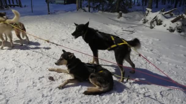 Cani Husky Bianco Nero Attesa Viaggio Legato Una Slitta Finlandia — Video Stock