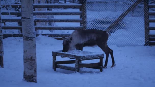 Imponujący Widok Małego Szlachetnego Jelenia Bez Poroża Jedzącego Słomę Ręcznie — Wideo stockowe