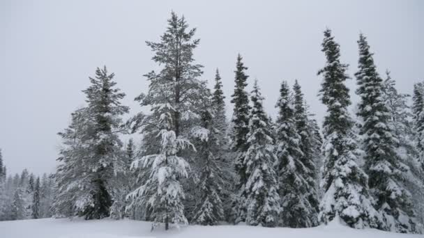 芬兰冬天的森林草坪上 长满了高大的云杉 在芬兰冬天的野生针叶林里 美丽的全景 芬兰冬天的野生森林里 长满了闪闪发光的大雪 里面有一个神奇的大草坪 — 图库视频影像