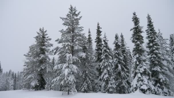 Pelouse Forestière Avec Des Épinettes Hautes Dans Une Forêt Conifères — Video