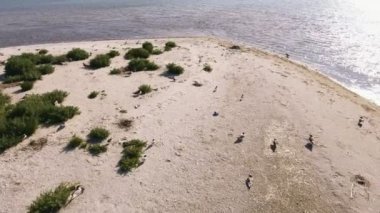 Yazın Karadeniz kıyısında yürüyen ve uçan kuşlarla çekilen hava görüntüleri. Yazın güneşli bir günde Karadeniz kıyısına kuşbakışı etkileyici bir bakış açısı, yeşillik demetleri, gezinti, havalanma ve uçan martılar..