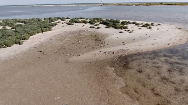 해변에서 물갈퀴가 날리는 촬영은 여름에 날아다니는 갈매기들이 습지대와 여름에 아름다운 — 비디오