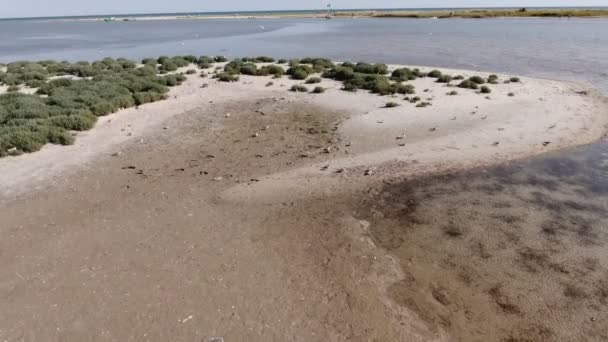 Tiro Aéreo Swashes Curvilíneos Costa Mar Negro Com Gaivotas Voadoras — Vídeo de Stock