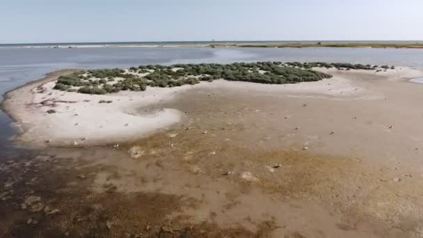 夏は飛ぶ鳥と黒海沿岸で小さな浅瀬の空中撮影夏は飛ぶカモメと絵のようなスカイラインで黒海沿岸で緑の湿地や砂と小さな棚の鳥の目のビューを打つ — ストック動画