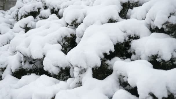 소나무 가지들은 겨울에 두꺼운 눈으로 천천히 이면서 소나무 가지들 잔가지들 — 비디오