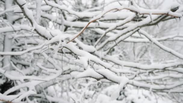 冬季雪地森林里的魔法雪地树 枝条和枝条缓缓移动 鸟瞰着覆盖着白雪的冬林 神秘的枝条 枝条和缓慢移动的树木 它看起来是节日的 美丽的和美好的 — 图库视频影像