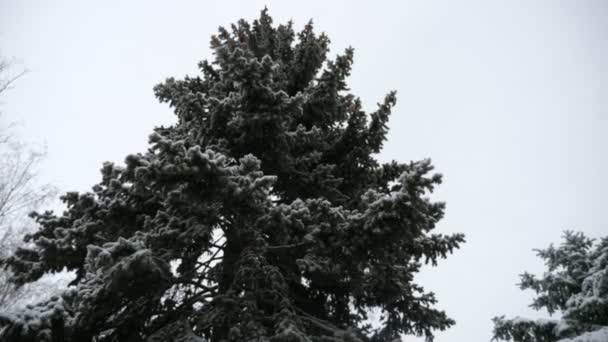 Hoge Sparren Boom Met Dichte Takken Groeiend Besneeuwd Bos Winter — Stockvideo