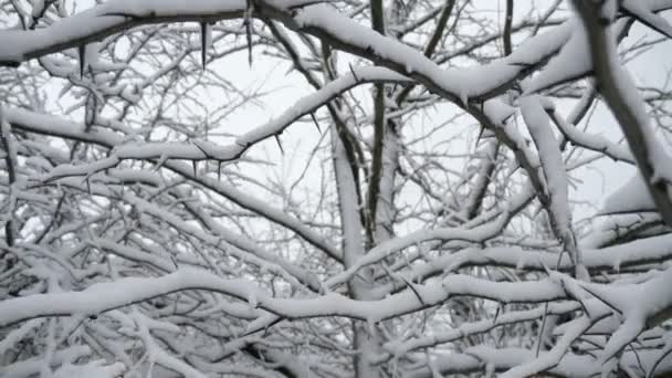 スローモーションで冬の晴れた日に雪の森の木 小枝や枝輝く雪 謎の小枝 ゆっくりと動きのある木で覆われた冬の森の美しいドリーアウトビュー 陽気で明るく細かく見える — ストック動画