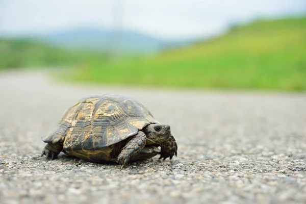Turtle walking on the way