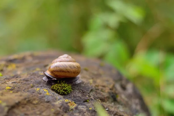 Caracol arrastrándose sobre la piedra, primer plano, concepto de velocidad — Foto de Stock