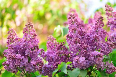 Bright leylak demet. Bahar arka plan.