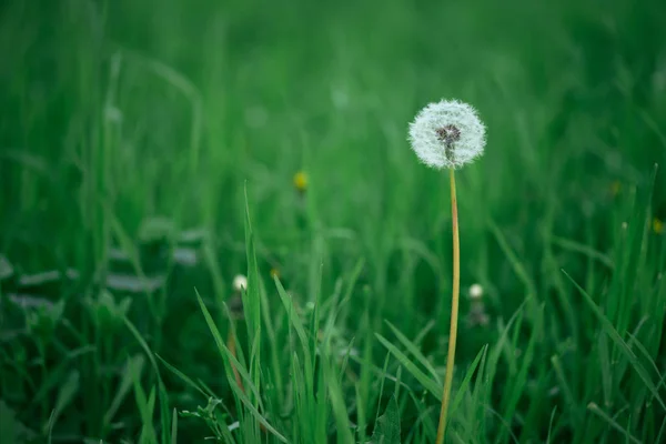 Mature dandelion. Spring background. Green grass. — Stock Photo, Image