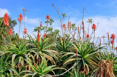 Çiçekli aloe doğal bir ortamda büyük çalılar