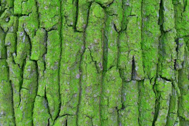 Akasya, kuzeyinde ağacın kabuğu