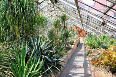 Wroclaw, Polonya - Haziran, 2017: İç tropikal Hall 