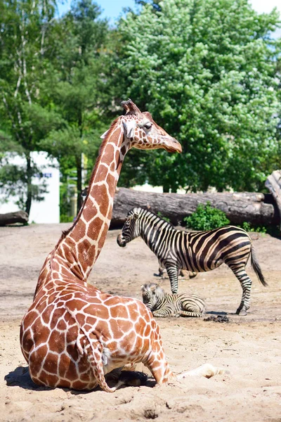 Zürafalar ve zebra Hayvanat Bahçesi safari Park — Stok fotoğraf