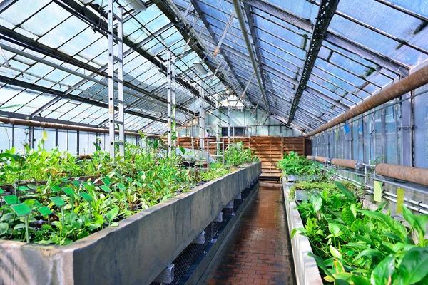 Gewächshaus eines botanischen Gartens mit Wasserpflanzen. Nachahmung — Stockfoto